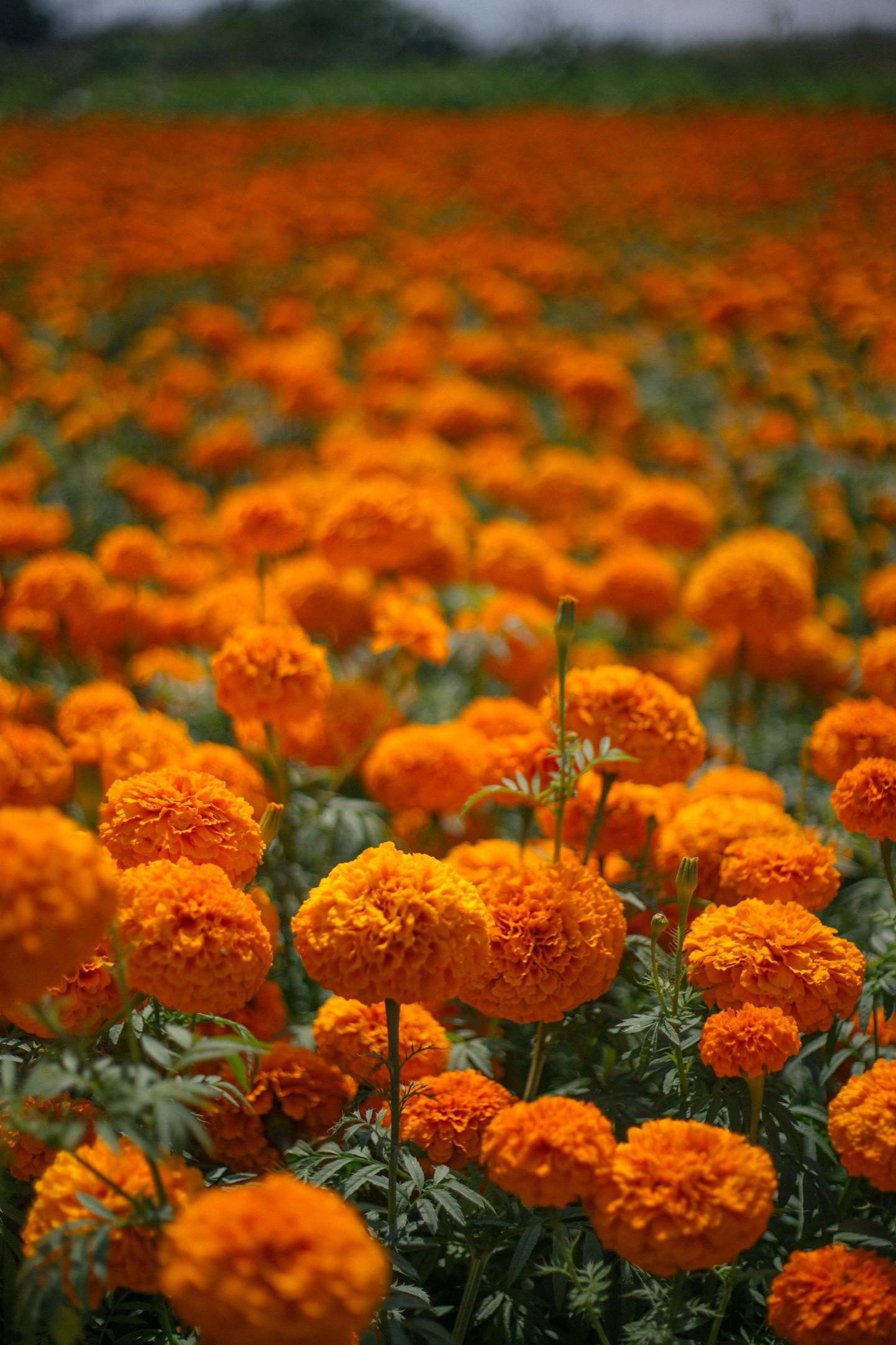 Campo de flores de cempasúchil